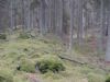 Öppen, lättlöpt granskog